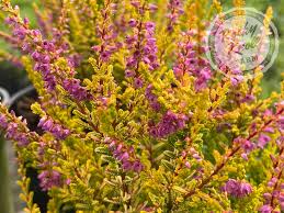 Attēlu rezultāti vaicājumam “Calluna vulgaris”
