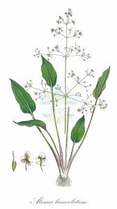 Attēlu rezultāti vaicājumam “Alismataceae”