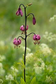 Attēlu rezultāti vaicājumam “Lilium martagon”