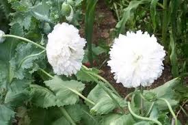 Image result for Papaver somniferum White Cloud