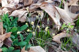 Attēlu rezultāti vaicājumam “Carex caryophyllea flower”
