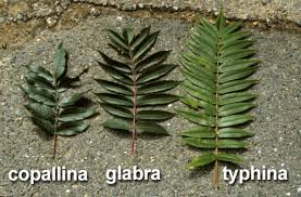 Attēlu rezultāti vaicājumam “Rhus typhina leaf”