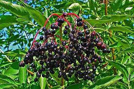 Attēlu rezultāti vaicājumam “Sambucus nigra fruit”