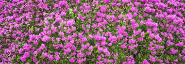 Attēlu rezultāti vaicājumam “Rhododendron sichotense flower”