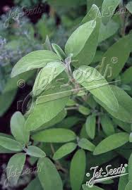 Image result for Salvia officinalis