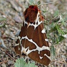 Attēlu rezultāti vaicājumam “Arctia caja”