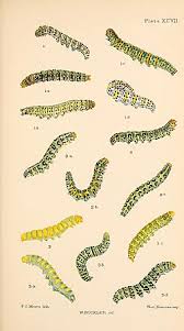 Attēlu rezultāti vaicājumam “Shargacucullia scrophulariae larva”