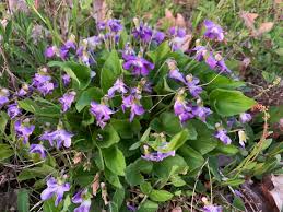 Attēlu rezultāti vaicājumam “Viola hirta”