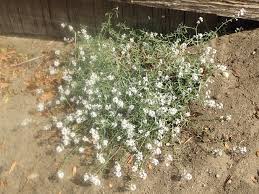 Attēlu rezultāti vaicājumam “Cakile maritima subsp. baltica flower”