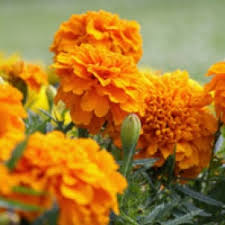 Attēlu rezultāti vaicājumam “Tagetes”