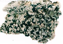 Attēlu rezultāti vaicājumam “Trapeliopsis granulosa”