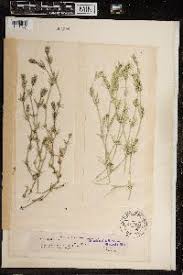 Attēlu rezultāti vaicājumam “Chara rudis”