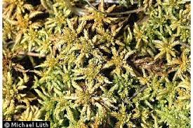 Attēlu rezultāti vaicājumam “Sphagnum contortum”