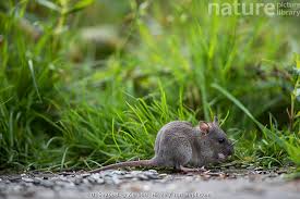 Attēlu rezultāti vaicājumam “Rattus norvegicus”