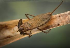 Attēlu rezultāti vaicājumam “Nepa cinerea”