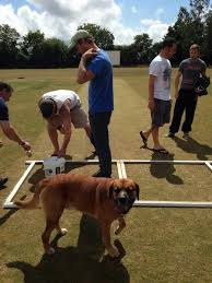 Image result for Flamingo Cricket Club