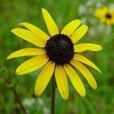 Image result for Rudbeckia fulgida