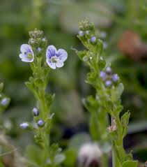 Attēlu rezultāti vaicājumam “Veronica serpyllifolia”