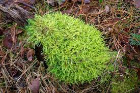 Attēlu rezultāti vaicājumam “Hypnum cupressiforme”