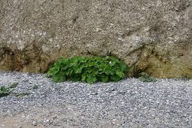 Attēlu rezultāti vaicājumam “Petasites spurius”