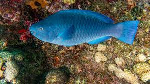 Image result for Scarus trispinosus