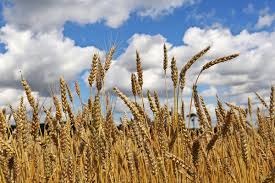 Image result for Weizen