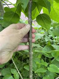 Attēlu rezultāti vaicājumam “Catalpa ovata”