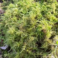 Attēlu rezultāti vaicājumam “Eurhynchium praelongum”