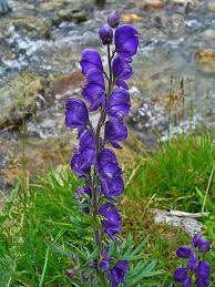 Image result for Aconitum napellus