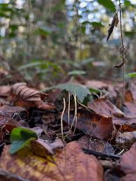 Attēlu rezultāti vaicājumam “Macrotyphula juncea”