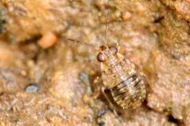 Attēlu rezultāti vaicājumam “Saldula saltatoria”