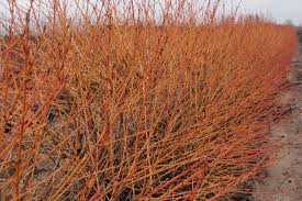 Attēlu rezultāti vaicājumam “Cornus sanguinea”