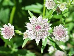 Attēlu rezultāti vaicājumam “Astrantia major flower”