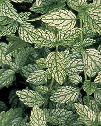 Attēlu rezultāti vaicājumam “Lamiastrum galeobdolon”