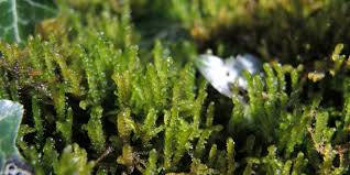 Attēlu rezultāti vaicājumam “Palustriella”