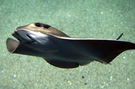 Image result for Myliobatis aquila