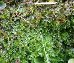 Attēlu rezultāti vaicājumam “Leiocolea rutheana sporophyte”