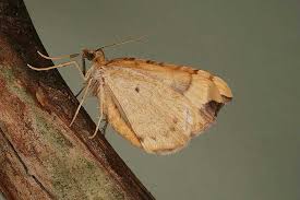 Attēlu rezultāti vaicājumam “Eulithis populata”