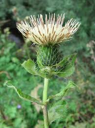 Attēlu rezultāti vaicājumam “Cirsium oleraceum”