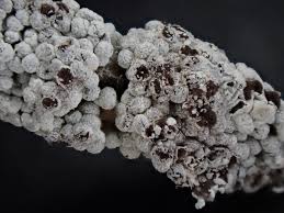 Attēlu rezultāti vaicājumam “Diderma subincarnatum”