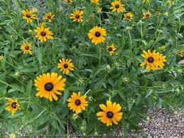 Image result for Rudbeckia fulgida