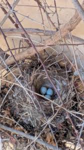 Attēlu rezultāti vaicājumam “Erithacus rubecula eggs”
