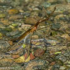 Attēlu rezultāti vaicājumam “Ranatra linearis”