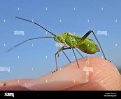 Attēlu rezultāti vaicājumam “Adelphocoris quadripunctatus”