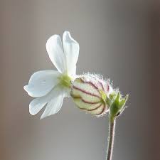 Attēlu rezultāti vaicājumam “Silene latifolia subsp. alba flower”