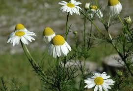 Attēlu rezultāti vaicājumam “Tripleurospermum inodorum leaf”