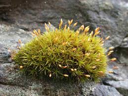 Attēlu rezultāti vaicājumam “Pseudotaxiphyllum elegans macro”