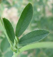 Attēlu rezultāti vaicājumam “Medicago sativa subsp. falcata leaf”