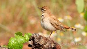 Image result for Cercotrichas galactotes