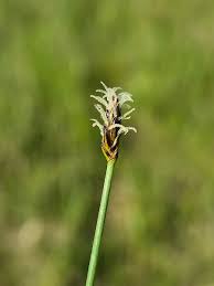 Attēlu rezultāti vaicājumam “Eleocharis uniglumis flower”